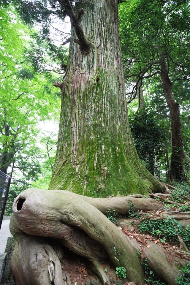 photo,material,free,landscape,picture,stock photo,Creative Commons,Octopus Cedar at Mt. Takao, legend, Mt. Takao sacred tree, Hiking, forest