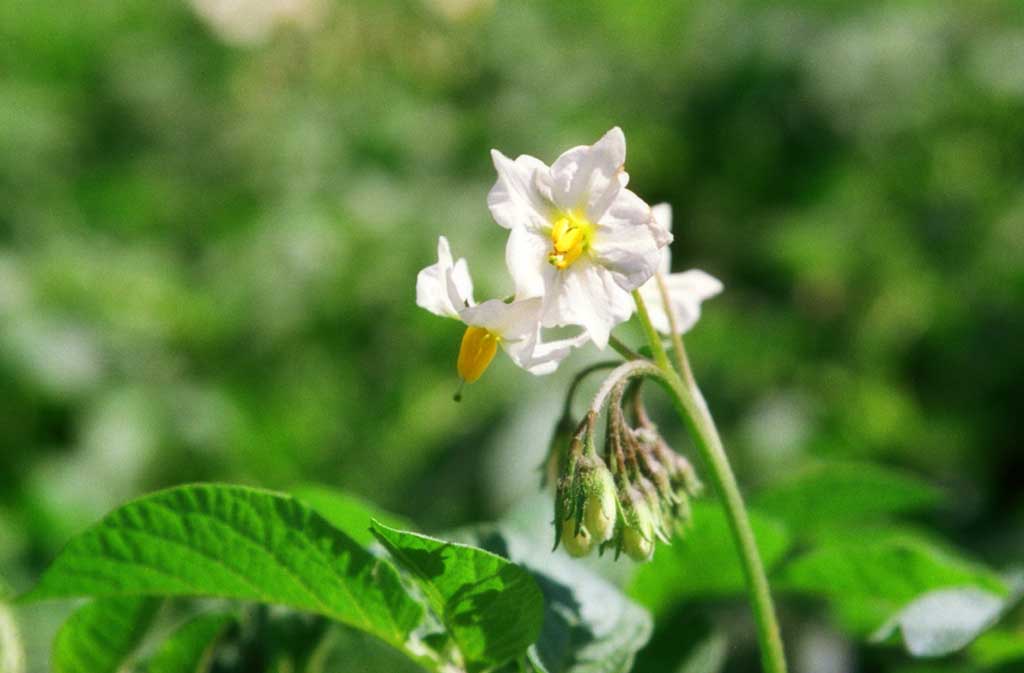 photo,material,free,landscape,picture,stock photo,Creative Commons,Potato flowers, green, white, , 