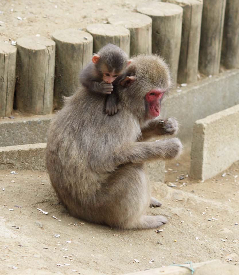 Foto, materiell, befreit, Landschaft, Bild, hat Foto auf Lager,Elternteil und Kind des japanischen Affen, Affe, , Japanischer Affe, 