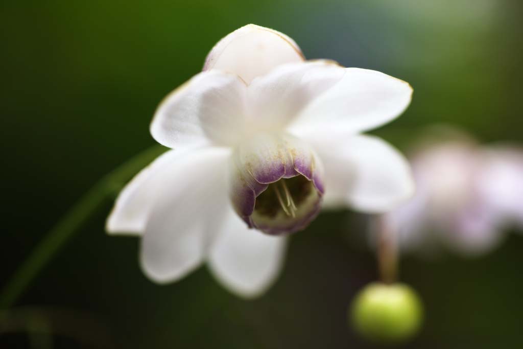 photo,material,free,landscape,picture,stock photo,Creative Commons,An Anemonopsis macrophylla, petal, white blossom, flower of the summer, I am pretty