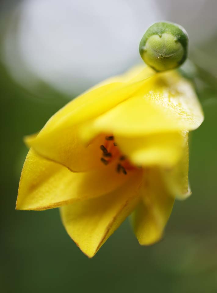 Foto, materiell, befreit, Landschaft, Bild, hat Foto auf Lager,palmata, Bltenblatt, Gelb, Blume des Sommers, Ich bin schn