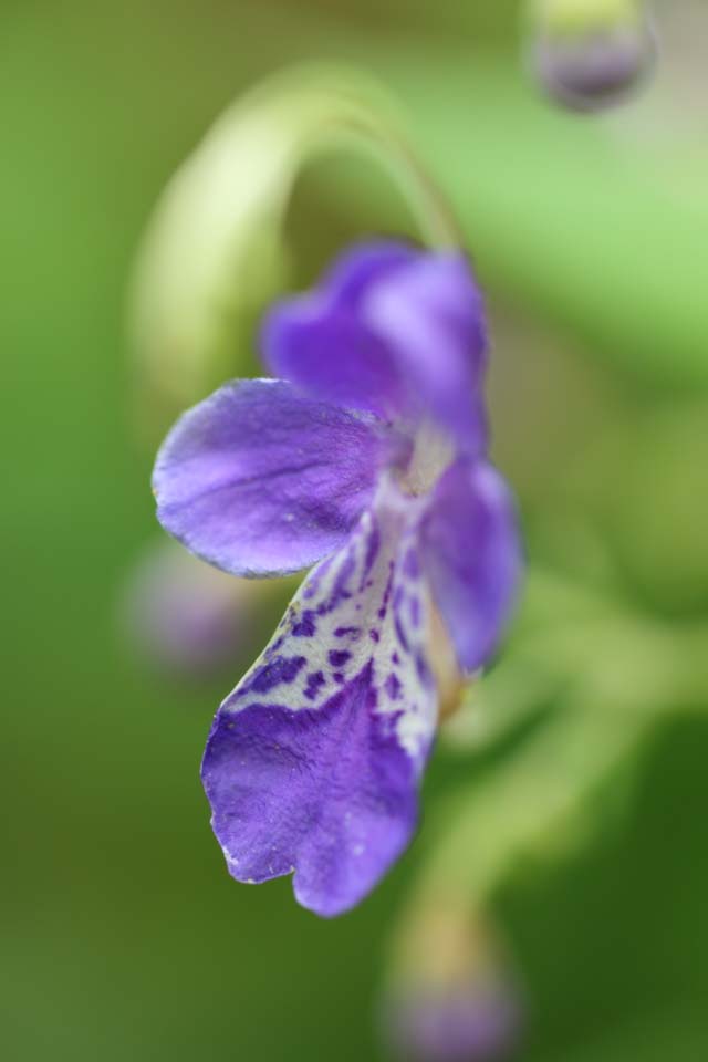 foto,tela,gratis,paisaje,fotografa,idea,Caryopteris divaricata, Ptalo, Violeta azulada, Una flor de otoo, Soy bonito