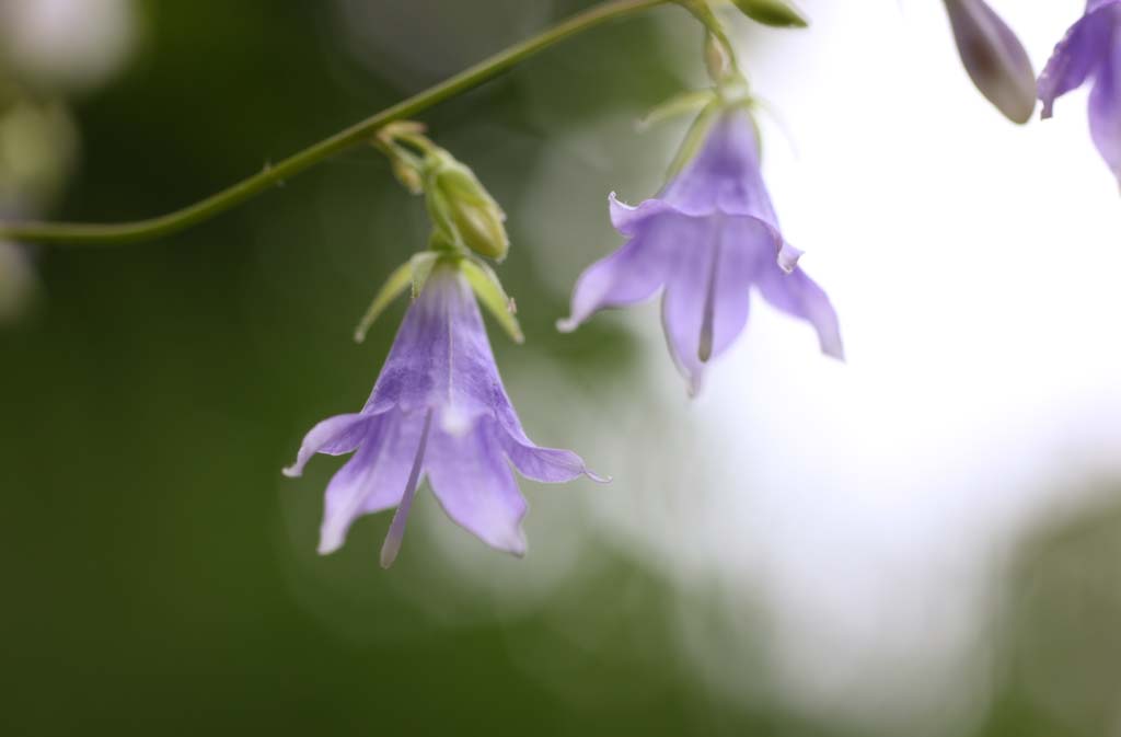 fotografia, materiale, libero il panorama, dipinga, fotografia di scorta,Remotiflora di Adenophora, petalo, campanula, fiore dell'estate, Io sono bello