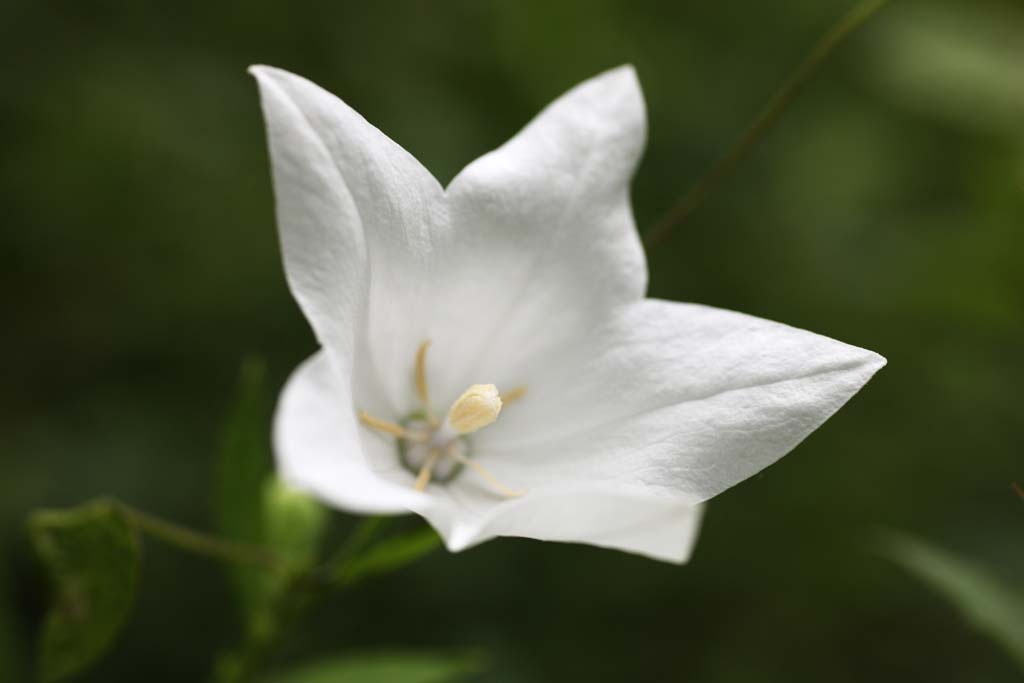 fotografia, material, livra, ajardine, imagine, proveja fotografia,Uma campnula branca, ptala, campnula, , Eu estou bonito