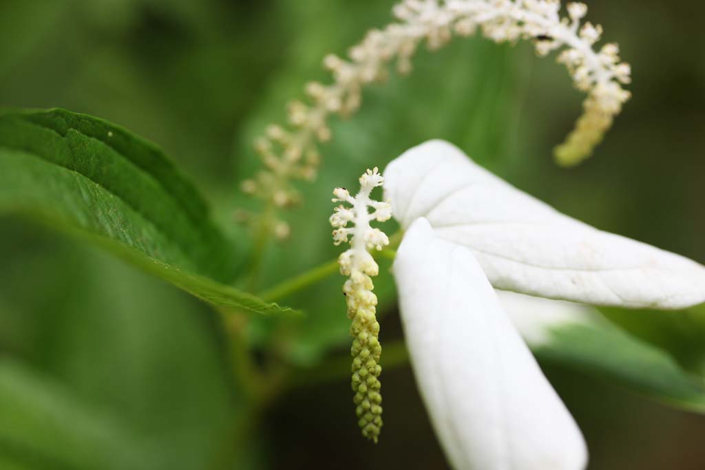 photo,material,free,landscape,picture,stock photo,Creative Commons,Adenophora remotiflora, petal, bellflower, flower of the summer, I am pretty