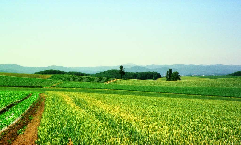 Foto, materieel, vrij, landschap, schilderstuk, bevoorraden foto,Weit veld, Gras, Veld, Groen, Blauwe lucht