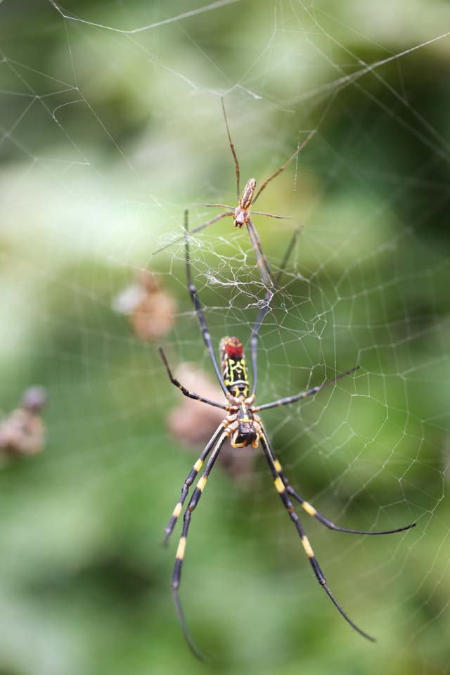 Foto, materieel, vrij, landschap, schilderstuk, bevoorraden foto,Een paar de zijdene spin, Spin, , , Spinneweb