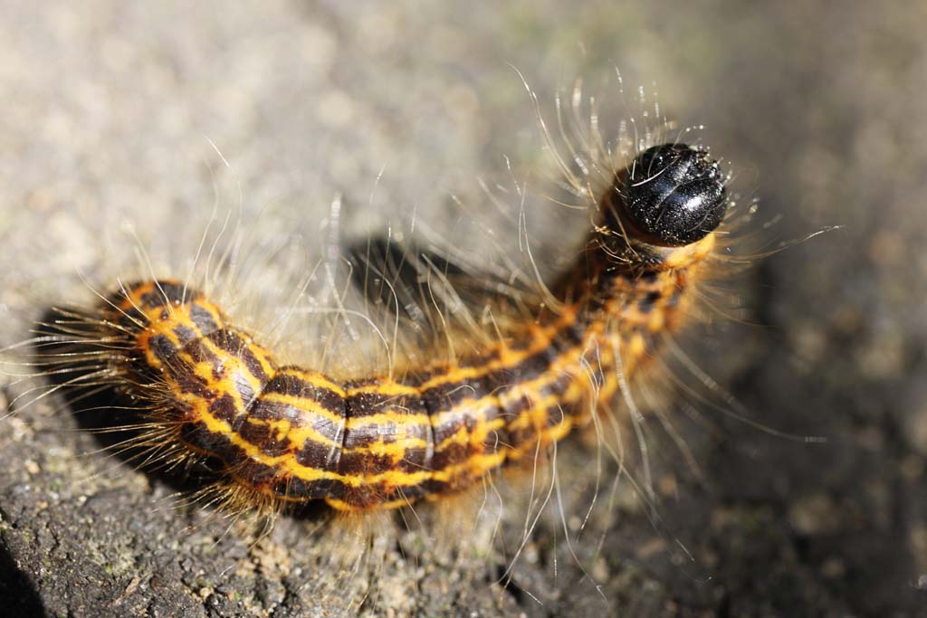 photo,material,free,landscape,picture,stock photo,Creative Commons,A hairy caterpillar, hairy caterpillar, , , moth