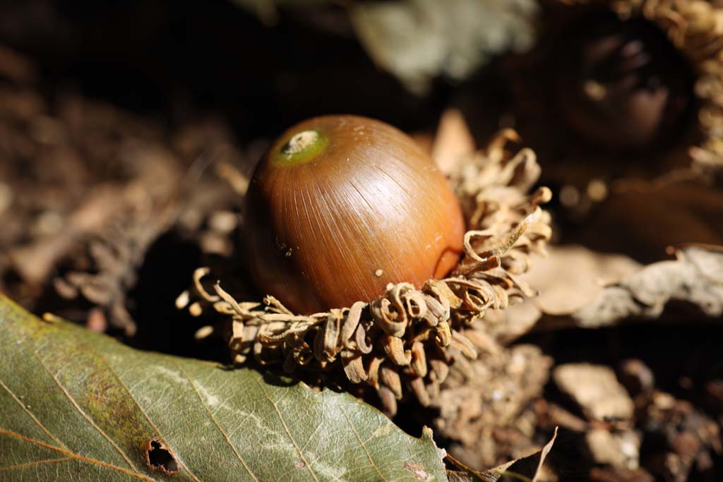 fotografia, materiale, libero il panorama, dipinga, fotografia di scorta,Una quercia, Una ghianda, , , 