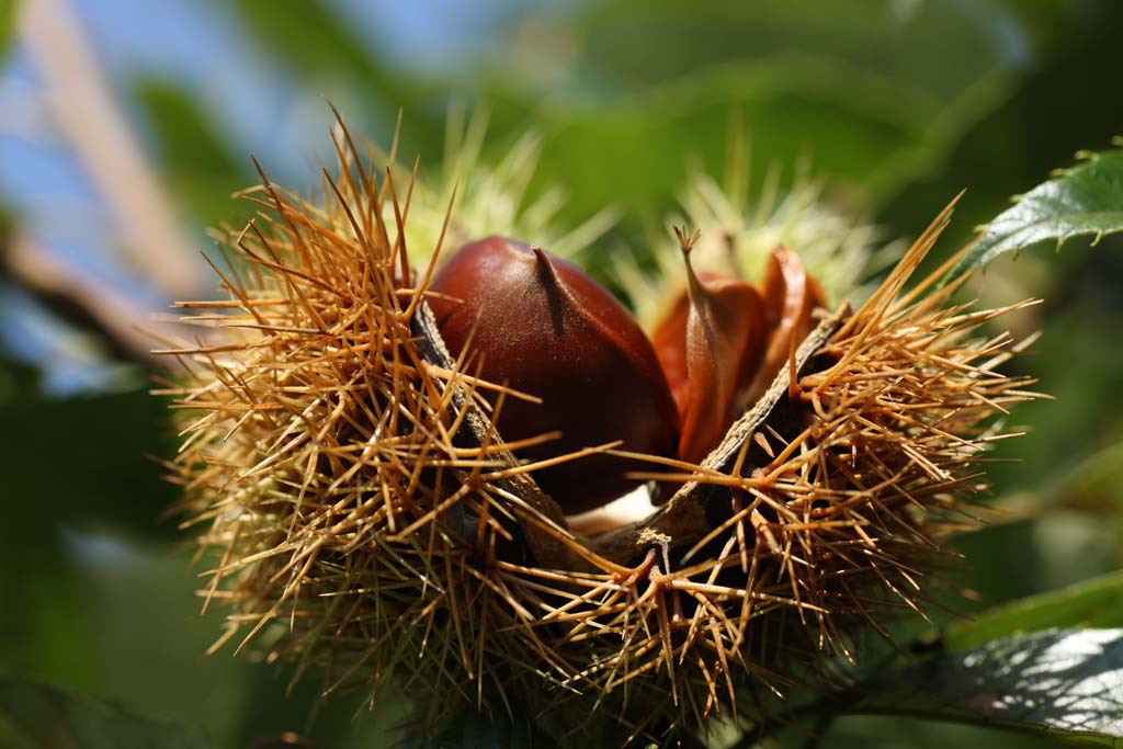 photo,material,free,landscape,picture,stock photo,Creative Commons,A chestnut, chestnut, , , marron