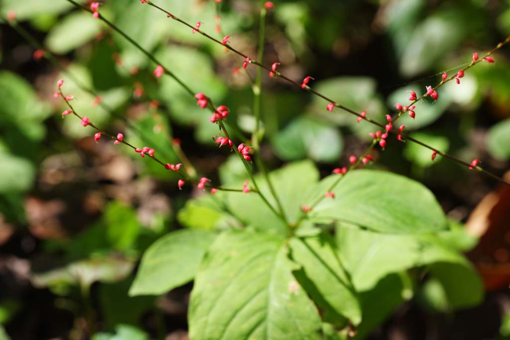 foto,tela,gratis,paisaje,fotografa,idea,Un sapo de manuscrito, Se estrella sin mirar, Sapo de manuscrito, Filiforme de polygonum, Mascota