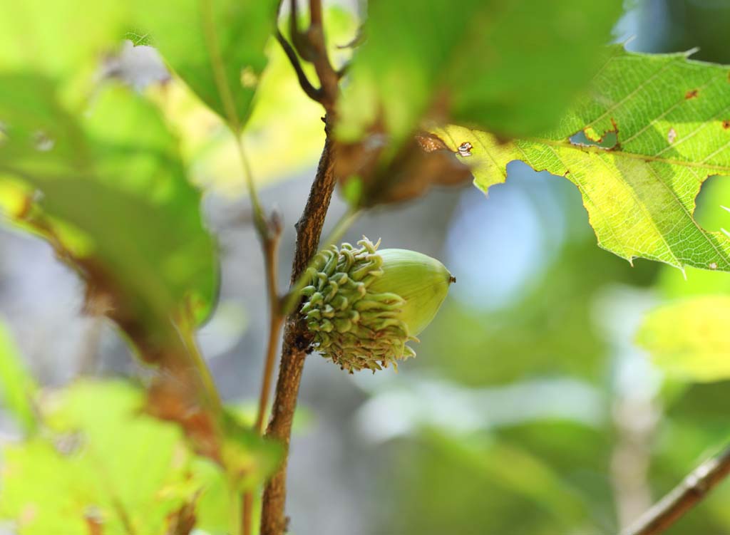 photo,material,free,landscape,picture,stock photo,Creative Commons,An oak, An acorn, , , 