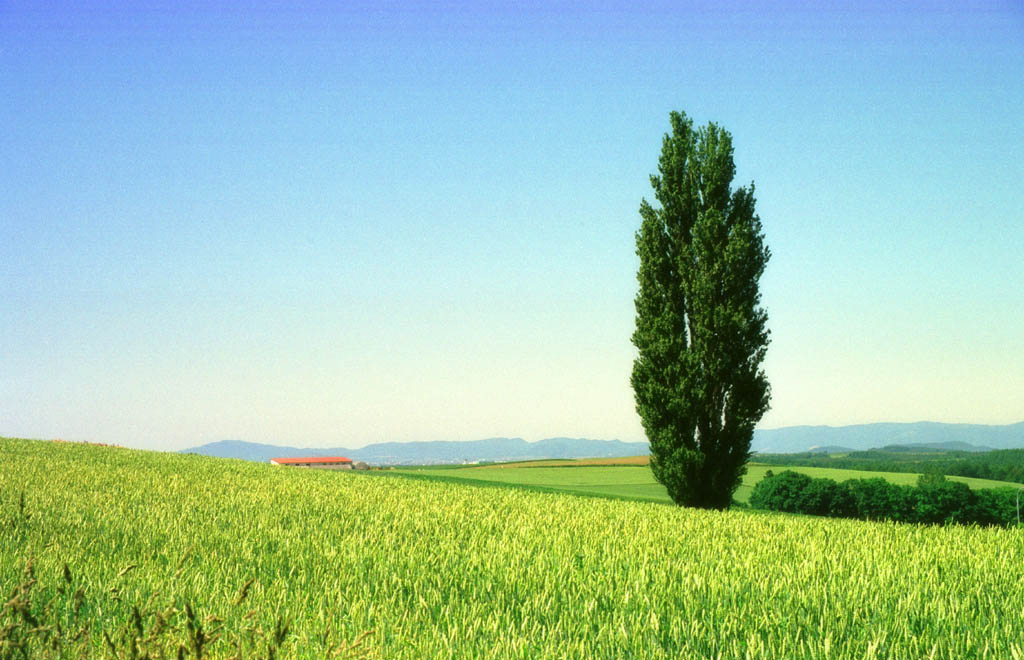 photo,material,free,landscape,picture,stock photo,Creative Commons,Poplar and a wheat field, tree, field, green, blue sky