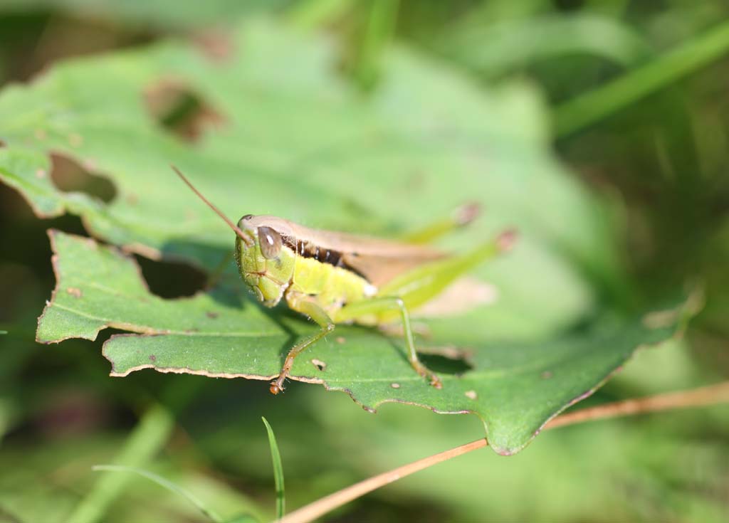photo,material,free,landscape,picture,stock photo,Creative Commons,A cod grasshopper, grasshopper, , , An insect