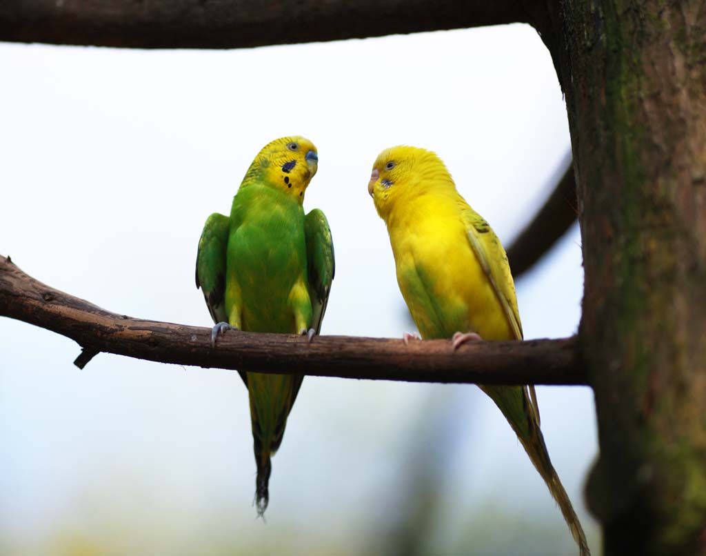 foto,tela,gratis,paisaje,fotografa,idea,La conversacin del perico, Perico, Perico de resultado de tos, Percha, Amigo