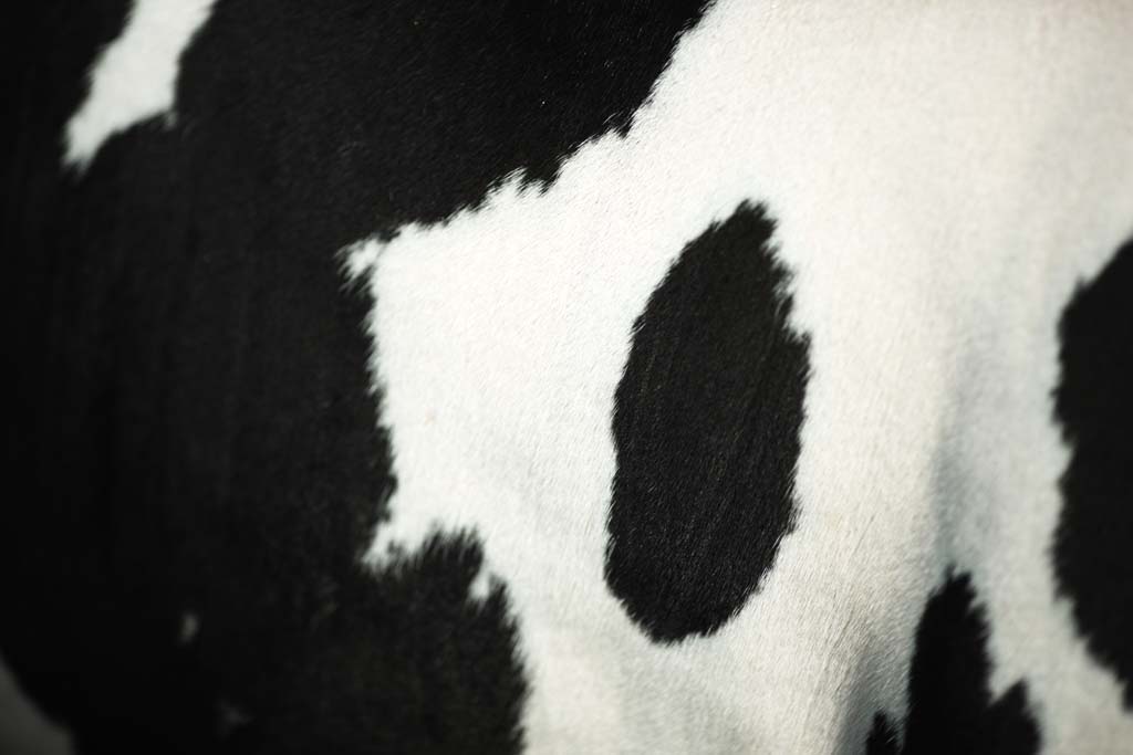 photo,material,free,landscape,picture,stock photo,Creative Commons,A Holstein design, Holstein, The design of the cow, cow, 