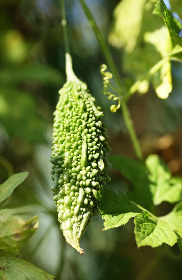 Foto, materieel, vrij, landschap, schilderstuk, bevoorraden foto,Een bittere kalebas, Bittere kalebas, Gefruite bittere kalebas, Okinawa, Lichi