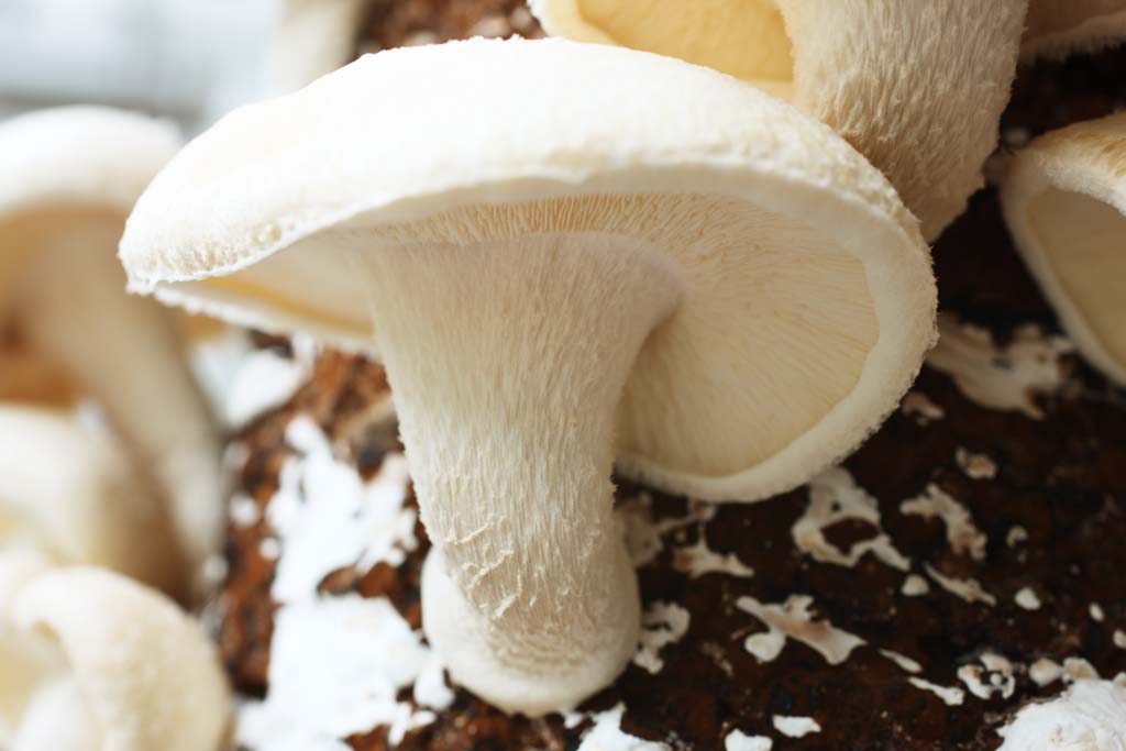 photo,material,free,landscape,picture,stock photo,Creative Commons,A shiitake, mushroom, , Kinoko, shiitake