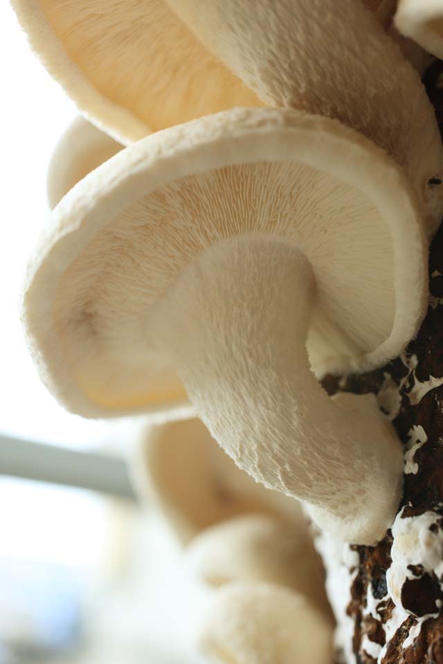 Foto, materieel, vrij, landschap, schilderstuk, bevoorraden foto,Een shiitake, Paddestoel, , Kinoko, Shiitake