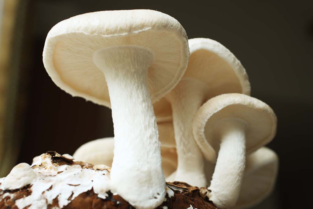 photo, la matire, libre, amnage, dcrivez, photo de la rserve,Un shiitake, champignon, , Kinoko, shiitake