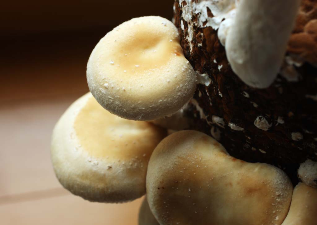 Foto, materieel, vrij, landschap, schilderstuk, bevoorraden foto,Een shiitake, Paddestoel, , Kinoko, Shiitake