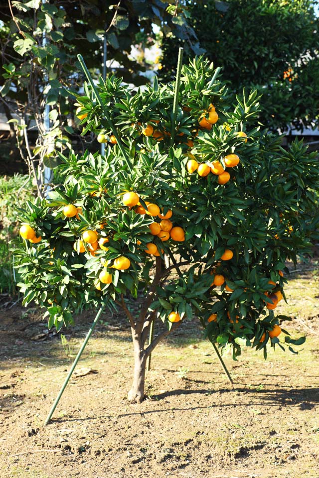 photo,material,free,landscape,picture,stock photo,Creative Commons,A mandarin orange, Fruit, , mandarin orange, kotatsu