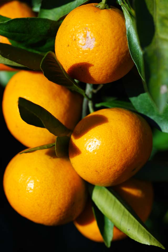 photo,material,free,landscape,picture,stock photo,Creative Commons,A mandarin orange, Fruit, , mandarin orange, kotatsu