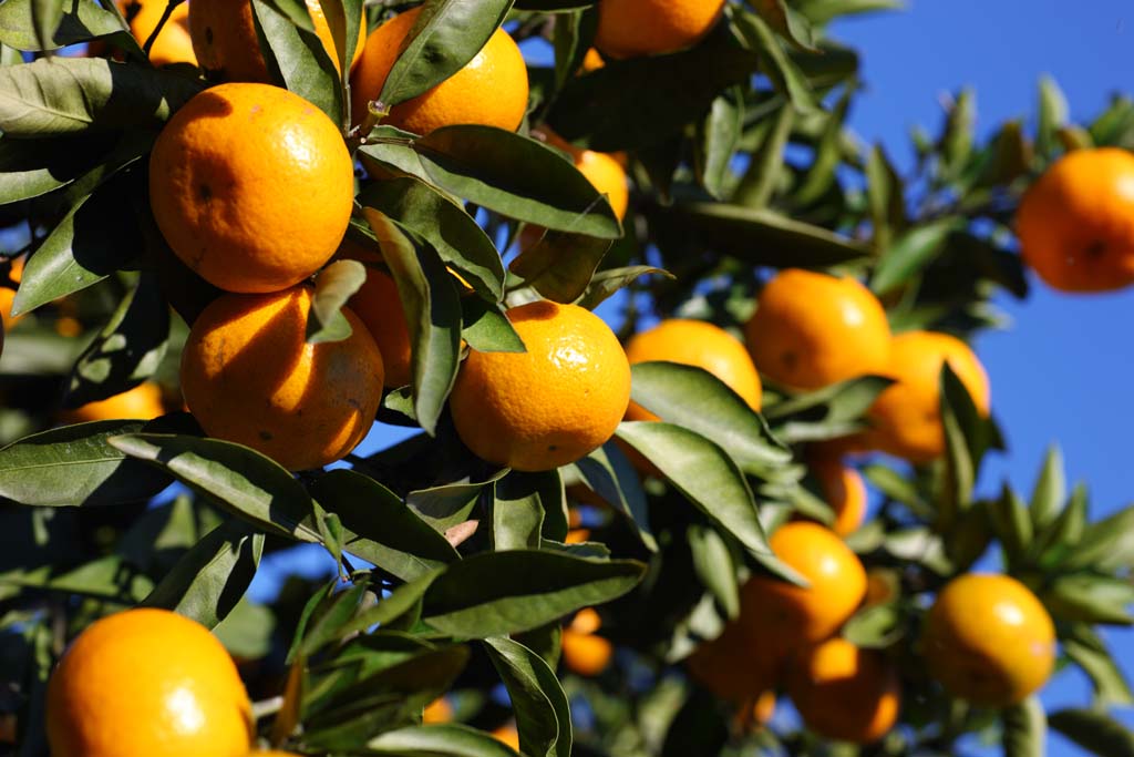 foto,tela,gratis,paisaje,fotografa,idea,Una mandarn naranja, Fruta, , Mandarn naranja, Kotatsu