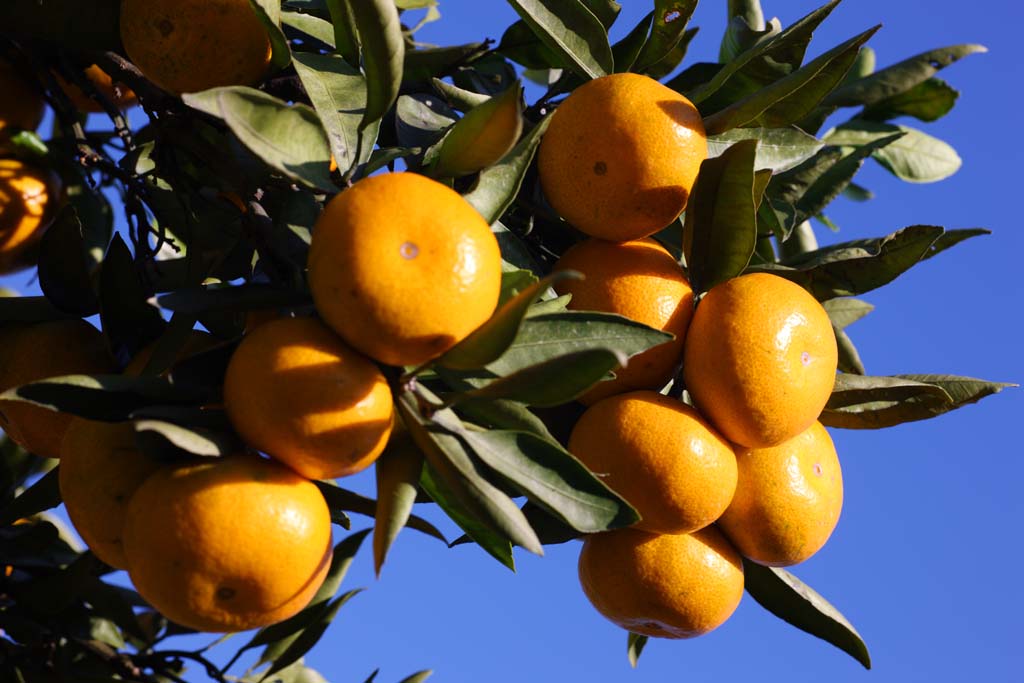 Foto, materiell, befreit, Landschaft, Bild, hat Foto auf Lager,Eine Mandarinenorange, Frucht, , Mandarinenorange, kotatsu