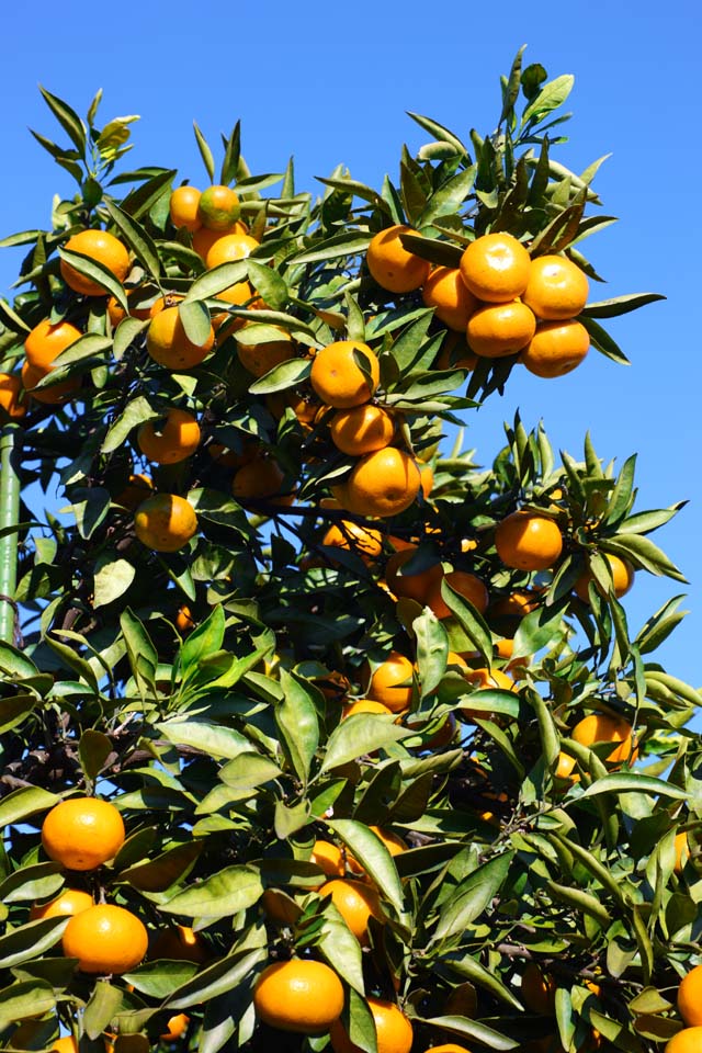 foto,tela,gratis,paisaje,fotografa,idea,Una mandarn naranja, Fruta, , Mandarn naranja, Kotatsu