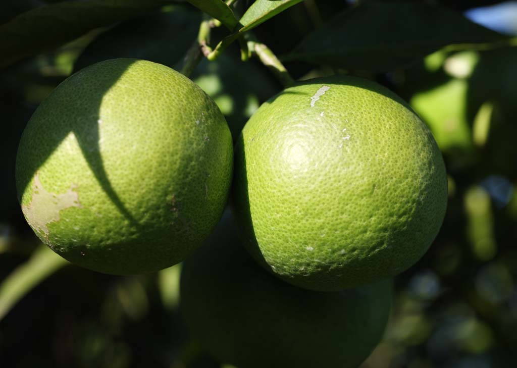 foto,tela,gratis,paisaje,fotografa,idea,Una mandarn naranja azul, Fruta, , Mandarn naranja, Sistema de ctricos