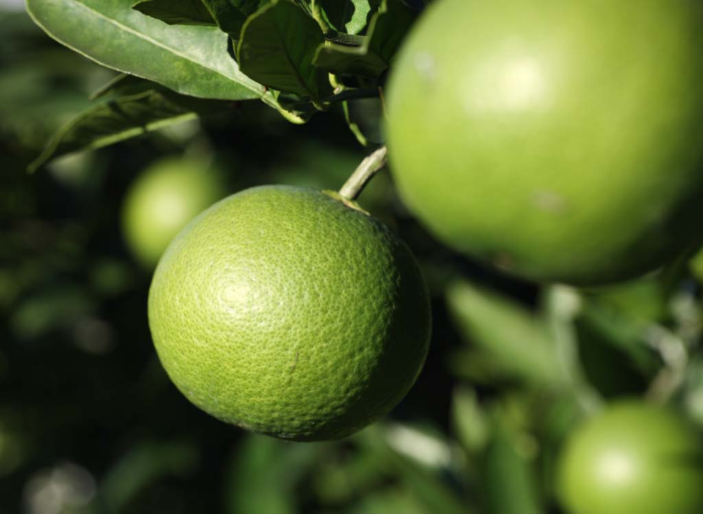 photo,material,free,landscape,picture,stock photo,Creative Commons,A blue mandarin orange, Fruit, , mandarin orange, Citrus fruit system