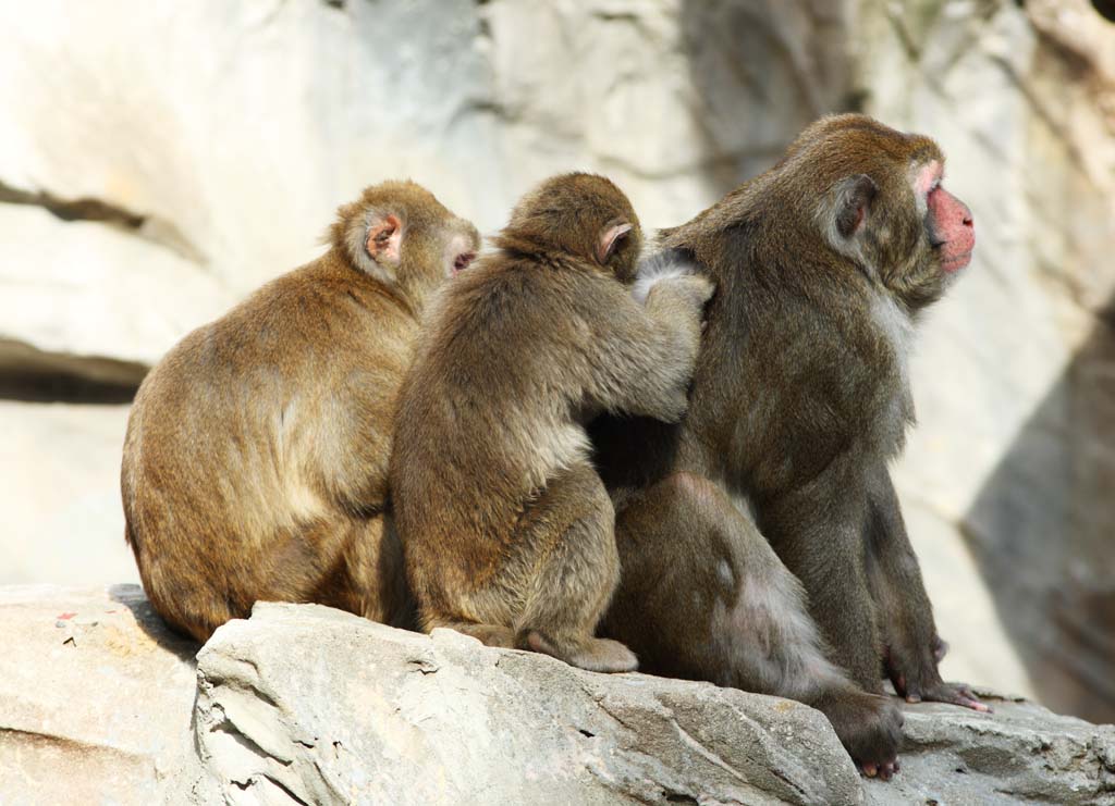 Foto, materiell, befreit, Landschaft, Bild, hat Foto auf Lager,Der Krperpflege des japanischen Affen, Affe, , Japanischer Affe, 