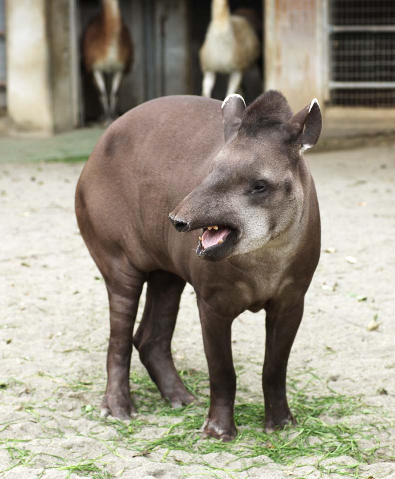 Foto, materieel, vrij, landschap, schilderstuk, bevoorraden foto,Een Amerikaan tapir, Tapir, Wensdroom, Een oor, Slagtand