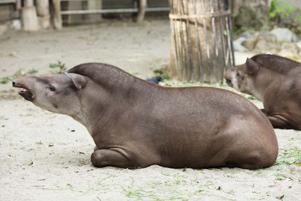 fotografia, materiale, libero il panorama, dipinga, fotografia di scorta,Un tapiro americano, tapiro, sogno, Un orecchio, Sonnolenza