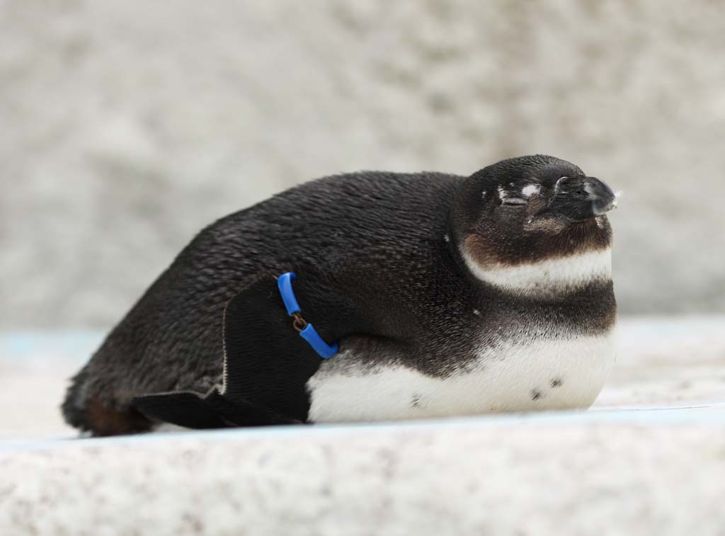 photo,material,free,landscape,picture,stock photo,Creative Commons,A cape penguin, , penguin, South Africa, feather