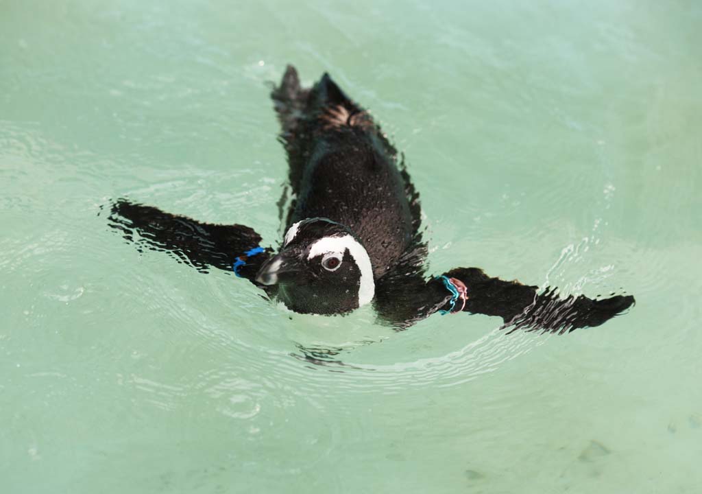 Foto, materiell, befreit, Landschaft, Bild, hat Foto auf Lager,Ein Umhangspinguin, , Pinguin, Sdafrika, Feder