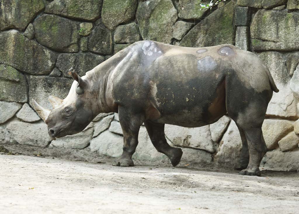 photo,material,free,landscape,picture,stock photo,Creative Commons,Higashi black rhinoceros, rhinoceros, , horn, 