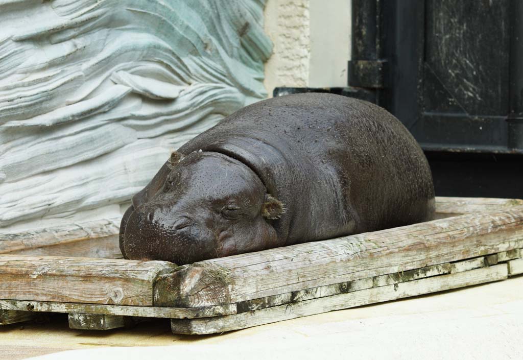 photo,material,free,landscape,picture,stock photo,Creative Commons,A pygmy hippopotamus, hippopotamus, Hippo, , nap