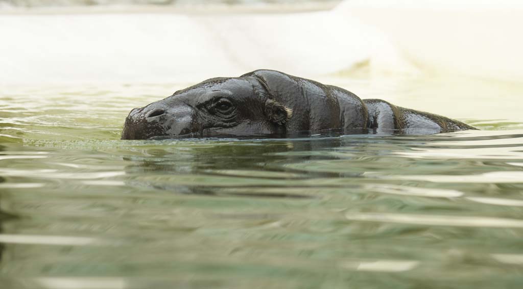 photo,material,free,landscape,picture,stock photo,Creative Commons,A pygmy hippopotamus, hippopotamus, Hippo, , Swimming