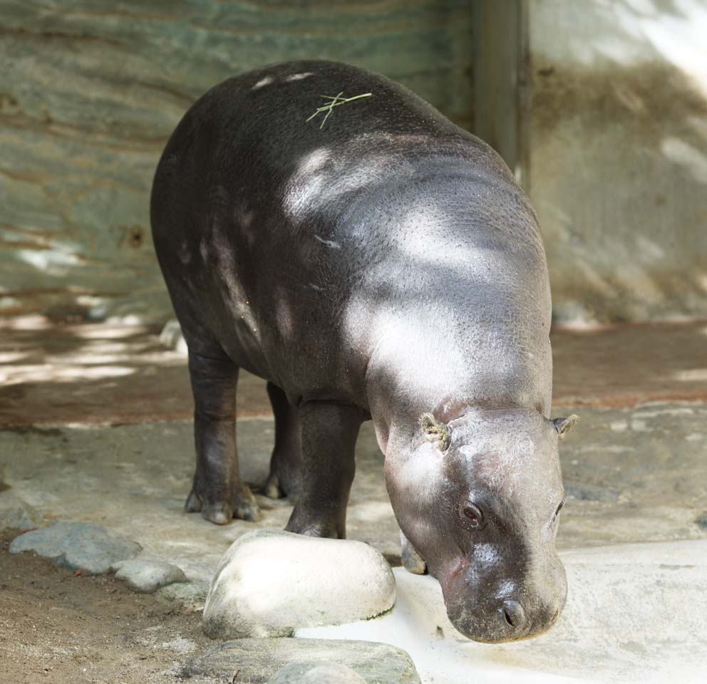 fotografia, materiale, libero il panorama, dipinga, fotografia di scorta,Un ippopotamo pigmeo, ippopotamo, Ippopotamo, , passeggiata