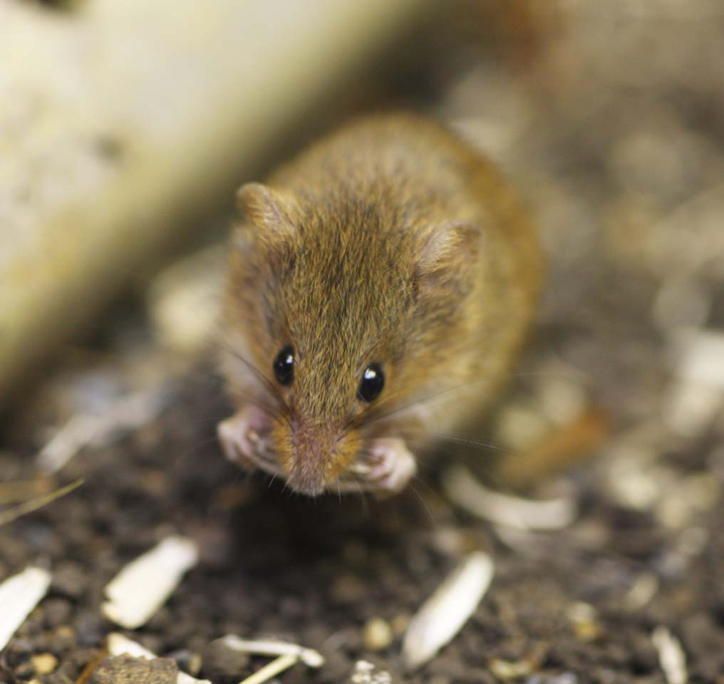 Foto, materiell, befreit, Landschaft, Bild, hat Foto auf Lager,Maus, Maus, , Ich beie es, Runde Augen