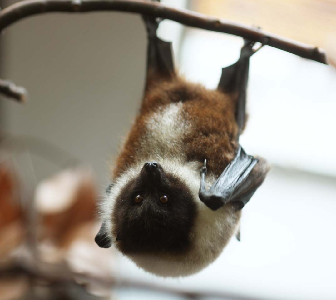 photo,material,free,landscape,picture,stock photo,Creative Commons,Orii fruit bat, bat, , , wing