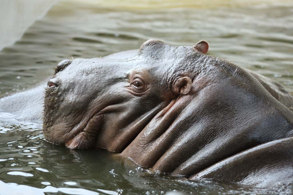 fotografia, materiale, libero il panorama, dipinga, fotografia di scorta,Un ippopotamo, ippopotamo, Ippopotamo, Amabilit, animale che pascola