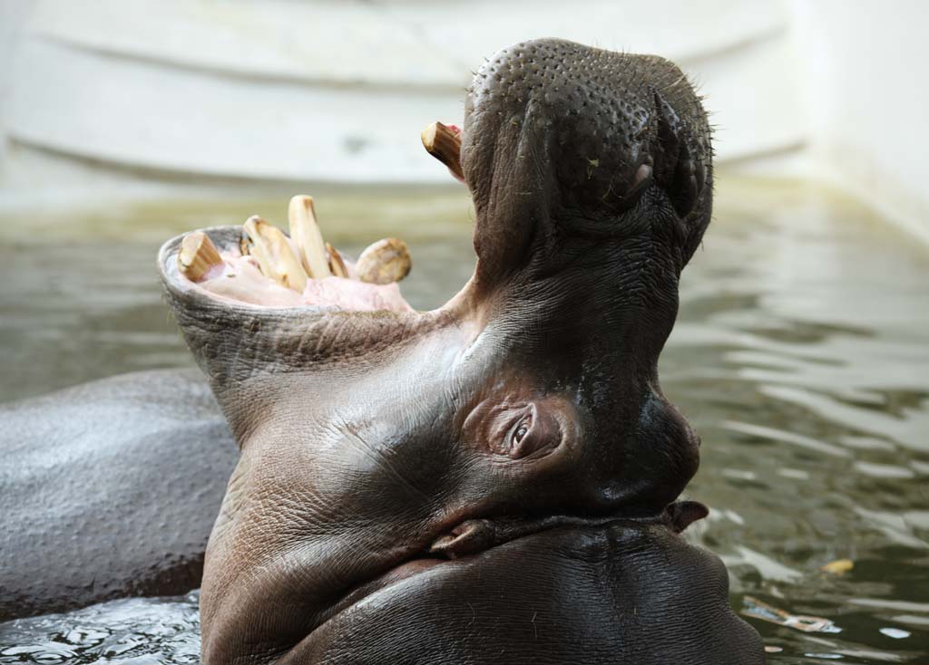 fotografia, materiale, libero il panorama, dipinga, fotografia di scorta,Un ippopotamo, ippopotamo, Ippopotamo, Amabilit, animale che pascola