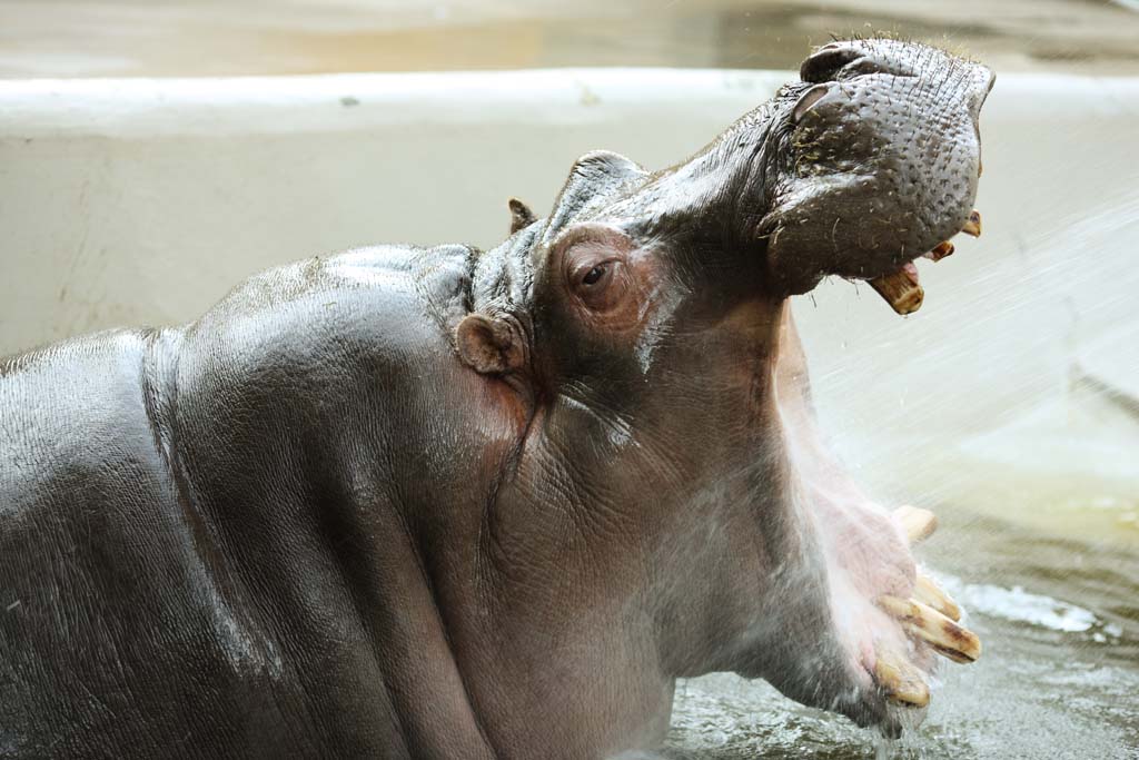 , , , , ,  .,hippopotamus, hippopotamus, Hippo, , grazing 