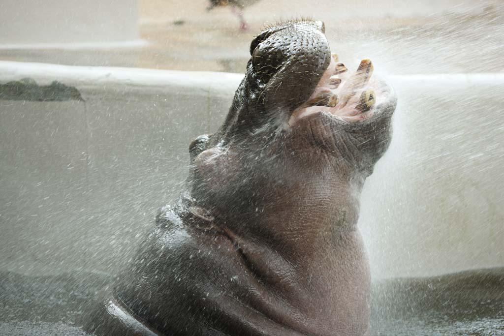 photo,material,free,landscape,picture,stock photo,Creative Commons,A hippopotamus, hippopotamus, Hippo, Amiability, grazing animal