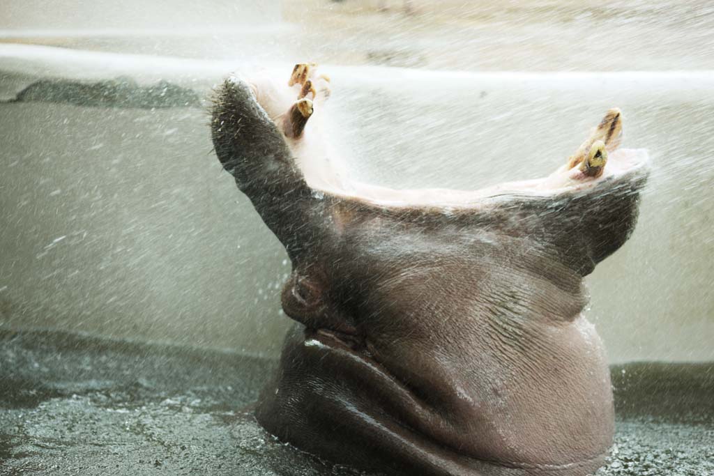 fotografia, materiale, libero il panorama, dipinga, fotografia di scorta,Un ippopotamo, ippopotamo, Ippopotamo, Amabilit, animale che pascola