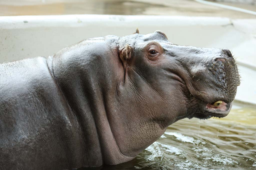 photo,material,free,landscape,picture,stock photo,Creative Commons,A hippopotamus, hippopotamus, Hippo, Amiability, grazing animal