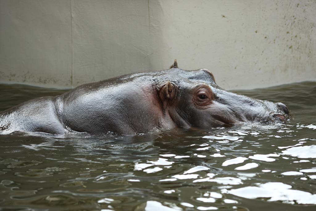 photo,material,free,landscape,picture,stock photo,Creative Commons,A hippopotamus, hippopotamus, Hippo, Amiability, grazing animal